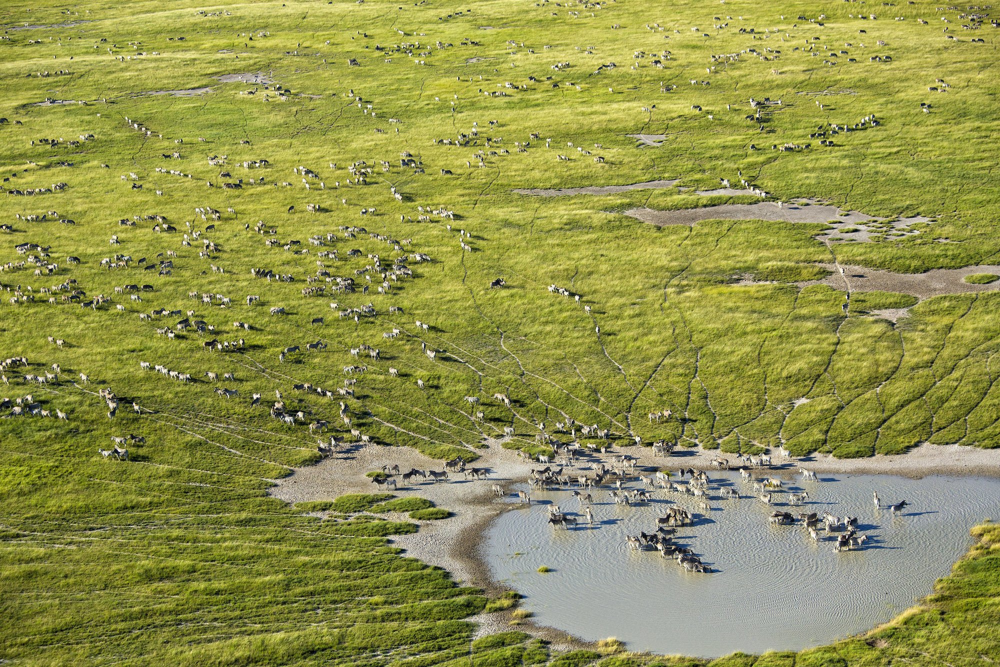 BerngosafarisBotswanadesertdeltaScenic Helicopter Flights_1 BerngosafarisBotswanadesertdeltaScenic Helicopter Flights_1